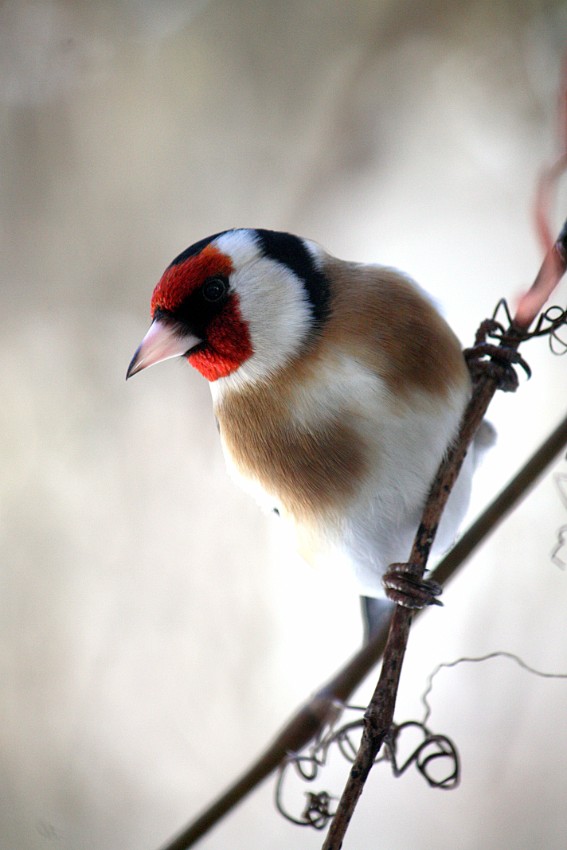 02 tikli-kaarinan-nimikkolintu.jpg